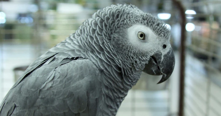 Parrot​